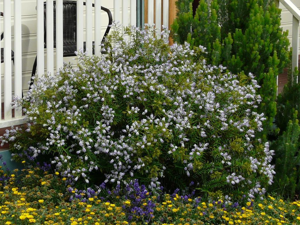 Avoca Cottages Victoria Extérieur photo